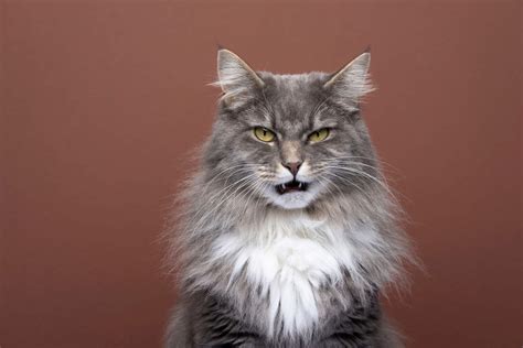cats are fake